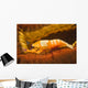 Emperor Shrimp Lives Sea Wall Decal Design 2