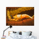 Emperor Shrimp Lives Sea Wall Decal Design 2