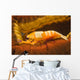 Emperor Shrimp Lives Sea Wall Decal Design 2