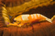 Emperor Shrimp Lives Sea Wall Decal Design 2