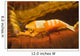 Emperor Shrimp Lives Sea Wall Decal Design 2