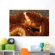 Emperor Shrimp Lives Sea Wall Decal Design 1