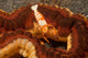 Emperor Shrimp Lives Sea Wall Decal Design 1