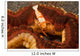 Emperor Shrimp Lives Sea Wall Decal Design 1