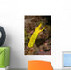 Female Ribbon Eel Rhinomuraena Wall Decal