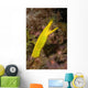 Female Ribbon Eel Rhinomuraena Wall Decal