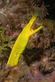 Female Ribbon Eel Rhinomuraena Wall Decal