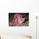 Paddle-flap Scorpionfish Rhinopias Eschmeyeri Wall Decal