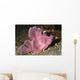 Paddle-flap Scorpionfish Rhinopias Eschmeyeri Wall Decal