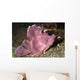 Paddle-flap Scorpionfish Rhinopias Eschmeyeri Wall Decal