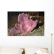 Paddle-flap Scorpionfish Rhinopias Eschmeyeri Wall Decal