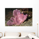 Paddle-flap Scorpionfish Rhinopias Eschmeyeri Wall Decal
