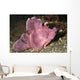 Paddle-flap Scorpionfish Rhinopias Eschmeyeri Wall Decal
