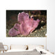 Paddle-flap Scorpionfish Rhinopias Eschmeyeri Wall Decal