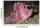 Paddle-flap Scorpionfish Rhinopias Eschmeyeri Wall Decal
