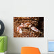 Spotted Porcelain Crab Lives Wall Decal