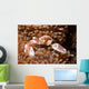 Spotted Porcelain Crab Lives Wall Decal