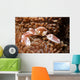 Spotted Porcelain Crab Lives Wall Decal