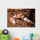 Spotted Porcelain Crab Lives Wall Decal
