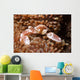 Spotted Porcelain Crab Lives Wall Decal