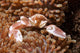 Spotted Porcelain Crab Lives Wall Decal