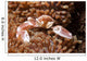 Spotted Porcelain Crab Lives Wall Decal