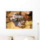Pair Harlequin Shrimp Lembeh Wall Decal