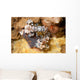 Pair Harlequin Shrimp Lembeh Wall Decal
