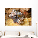 Pair Harlequin Shrimp Lembeh Wall Decal