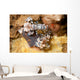 Pair Harlequin Shrimp Lembeh Wall Decal