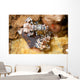 Pair Harlequin Shrimp Lembeh Wall Decal