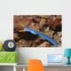 Male Ribbon Eel Emerging Wall Decal