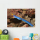 Male Ribbon Eel Emerging Wall Decal