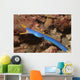 Male Ribbon Eel Emerging Wall Decal