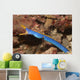 Male Ribbon Eel Emerging Wall Decal