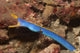 Male Ribbon Eel Emerging Wall Decal