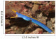 Male Ribbon Eel Emerging Wall Decal