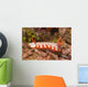 Fishnet Nudibranch Lembeh Strait Wall Decal