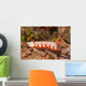 Fishnet Nudibranch Lembeh Strait Wall Decal