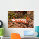 Fishnet Nudibranch Lembeh Strait Wall Decal