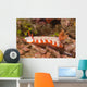 Fishnet Nudibranch Lembeh Strait Wall Decal