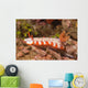 Fishnet Nudibranch Lembeh Strait Wall Decal