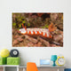 Fishnet Nudibranch Lembeh Strait Wall Decal