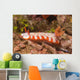 Fishnet Nudibranch Lembeh Strait Wall Decal