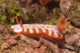 Fishnet Nudibranch Lembeh Strait Wall Decal