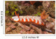 Fishnet Nudibranch Lembeh Strait Wall Decal
