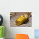 Dorid Nudibranch Lembeh Strait Wall Decal