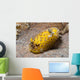 Dorid Nudibranch Lembeh Strait Wall Decal