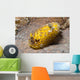 Dorid Nudibranch Lembeh Strait Wall Decal