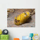 Dorid Nudibranch Lembeh Strait Wall Decal